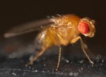 th_01111111Drosophila_melanogaster.jpg
